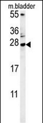 MUTED Antibody in Western Blot (WB)