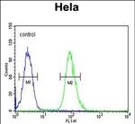 Claudin 7 Antibody in Flow Cytometry (Flow)