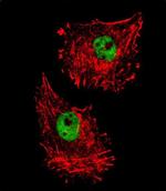 FUS Antibody in Immunocytochemistry (ICC/IF)