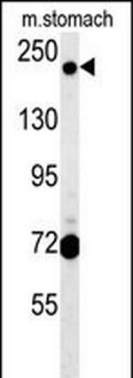 GCC2 Antibody in Western Blot (WB)