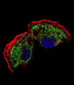 TFAM Antibody in Immunocytochemistry (ICC/IF)