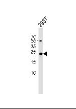 TFAM Antibody in Western Blot (WB)