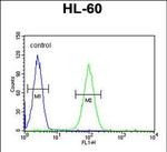 LNPEP Antibody in Flow Cytometry (Flow)