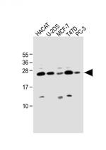 SCXA Antibody in Western Blot (WB)