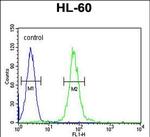 ABCD1 Antibody in Flow Cytometry (Flow)