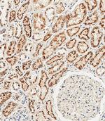 Cathepsin A Antibody in Immunohistochemistry (Paraffin) (IHC (P))