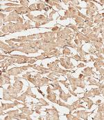 Collagen V Antibody in Immunohistochemistry (Paraffin) (IHC (P))