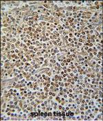 PAX7 Antibody in Immunohistochemistry (Paraffin) (IHC (P))