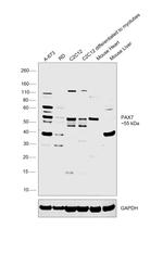 PAX7 Antibody in Western Blot (WB)