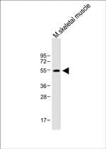 PAX7 Antibody in Western Blot (WB)