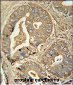 ISCA2 Antibody in Immunohistochemistry (Paraffin) (IHC (P))