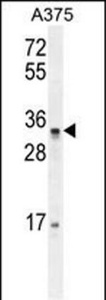 PUSL1 Antibody in Western Blot (WB)