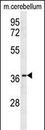 Olfr417 Antibody in Western Blot (WB)