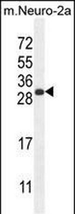 Mist1 Antibody in Western Blot (WB)