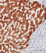 Haptoglobin Antibody in Immunohistochemistry (Paraffin) (IHC (P))