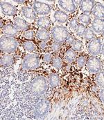 Haptoglobin Antibody in Immunohistochemistry (Paraffin) (IHC (P))