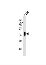 Folate Receptor alpha Antibody in Western Blot (WB)