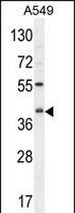 C5AR1 Antibody in Western Blot (WB)