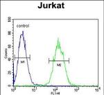 ETS1 Antibody in Flow Cytometry (Flow)