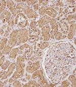 SERPINA6 Antibody in Immunohistochemistry (Paraffin) (IHC (P))