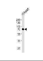 CLPX Antibody in Western Blot (WB)