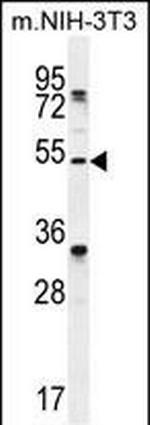 TAPT1 Antibody in Western Blot (WB)