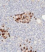 Apolipoprotein J Antibody in Immunohistochemistry (Paraffin) (IHC (P))