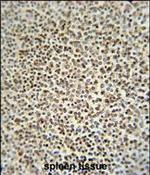 ZC3H12A Antibody in Immunohistochemistry (Paraffin) (IHC (P))