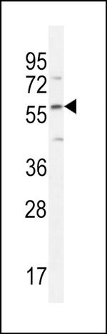 DMP4 Antibody in Western Blot (WB)