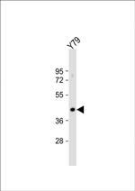 GNAT2 Antibody in Western Blot (WB)