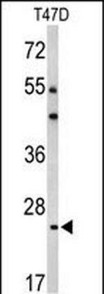 BCL2A1 Antibody in Western Blot (WB)