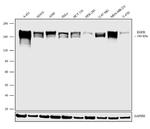 EGFR Antibody in Western Blot (WB)