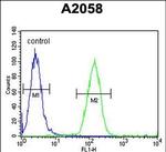 FOXC2 Antibody in Flow Cytometry (Flow)