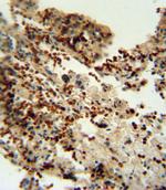 IDO Antibody in Immunohistochemistry (Paraffin) (IHC (P))