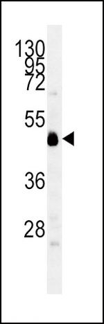 IDO Antibody in Western Blot (WB)