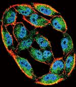 HSC70 Antibody in Immunocytochemistry (ICC/IF)