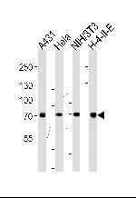 HSC70 Antibody in Western Blot (WB)