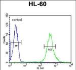 CRIP1 Antibody in Flow Cytometry (Flow)