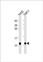 CRIP1 Antibody in Western Blot (WB)