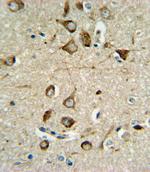 ASMT Antibody in Immunohistochemistry (Paraffin) (IHC (P))