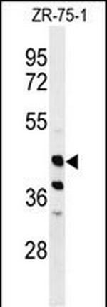 FA2H Antibody in Western Blot (WB)