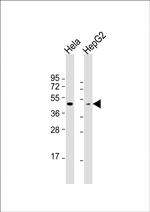 Opsin Green Antibody in Western Blot (WB)