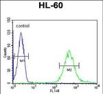 FUT6 Antibody in Flow Cytometry (Flow)