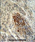 MFAP4 Antibody in Immunohistochemistry (Paraffin) (IHC (P))