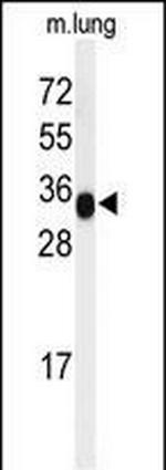 MFAP4 Antibody in Western Blot (WB)