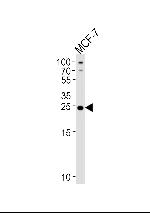 PTPLB Antibody in Western Blot (WB)