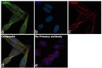 FABP7 Antibody in Immunocytochemistry (ICC/IF)