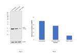 FABP7 Antibody in Western Blot (WB)