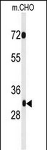 PHF13 Antibody in Western Blot (WB)