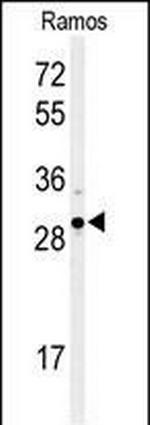 XBP1 Antibody in Western Blot (WB)